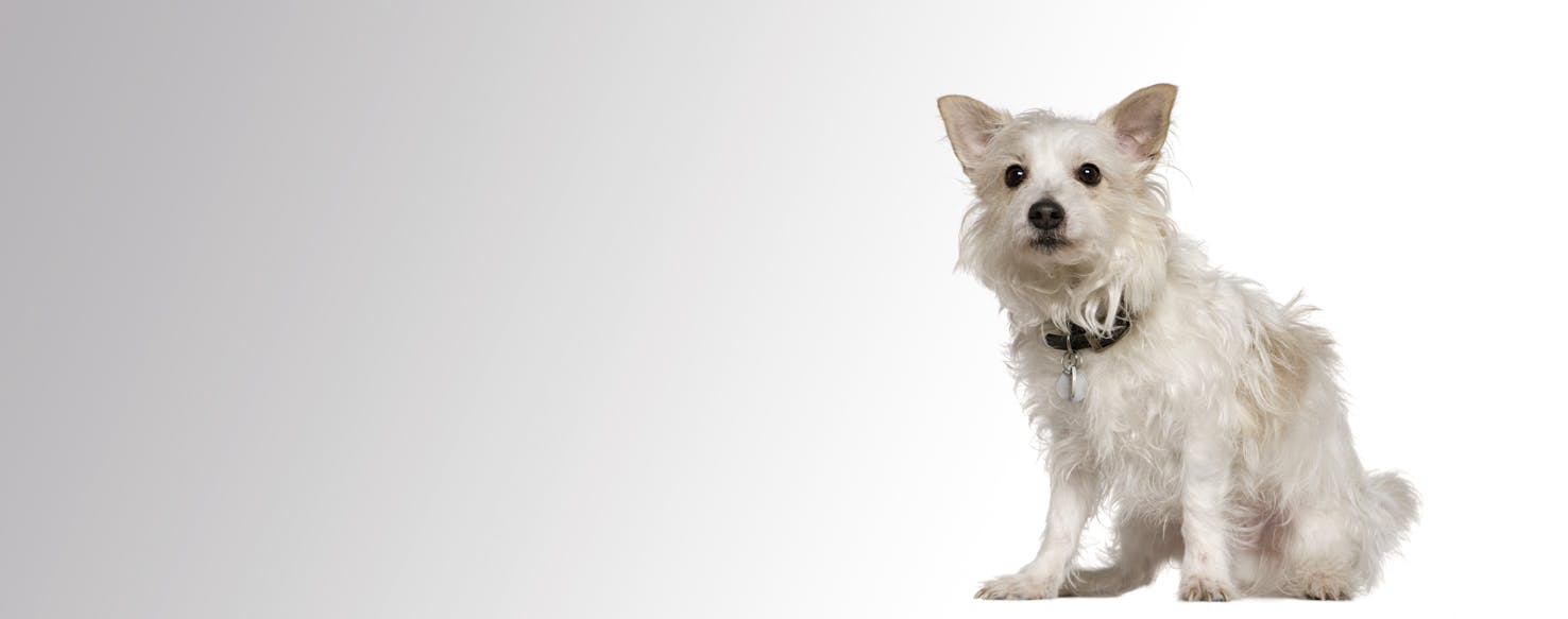 Westie and pomeranian sales mix